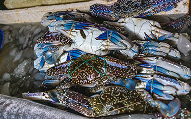 Indonesian blue swimming crab