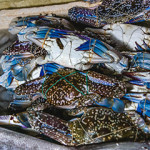 Indonesian blue swimming crab