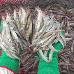 A producer in Vietnam holds shrimp in hands.