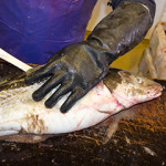 A man filleting a cod.