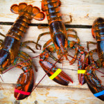 Three American lobsters.