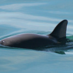 A vaquita.