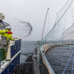 A Bakkafrost Group employee tosses feed to salmon in a net pen at sea.