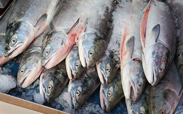 Record sockeye salmon catches coupled with high values are pushing the Bristol Bay fishery to new heights.