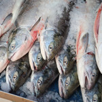 Record sockeye salmon catches coupled with high values are pushing the Bristol Bay fishery to new heights.