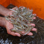Hands holding shrimp.