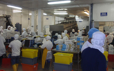 Employees working in a Santa Priscila shrimp processing plant.