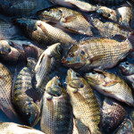 Tilapia production in Sub-Saharan Africa has the potential to substantially expand.