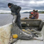 Russian fishers haul in salmon catch via net.