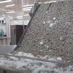 Shrimp exporter Fimex (Sao Ta) saw its production and sales value rise in 2021