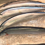 Four Japanese saury sitting on a pile of ice cubes.