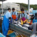 Workers in Japan process catch by the water.
