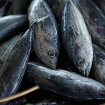 The Fishing Industry Association of Papua New Guinea (FIA-PNG) has urged the Western and Central Pacific Fisheries Commission (WCPFC) to implement harvest strategies for tuna.