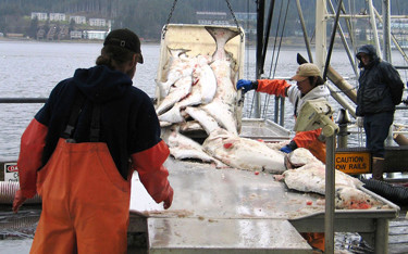 Fishermen unloading a catch of Pacific halibut.