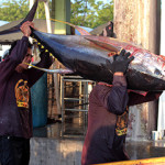 The Philippine Tuna Handline Partnership (PTHP) has achieved certification to the Marine Stewardship Council’s (MSC) standard.