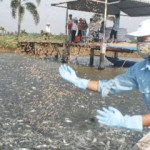 A worker in Vietnam throwing feed to a pond filled with pangasius.