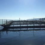 A fish farm in the United States.