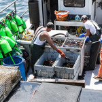 Maine lobstermen sort their catch at the dock.