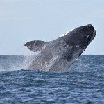 A right whale in the North Atlantic Ocean.