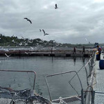 A salmon net pen at Caleta Bay's facilities.