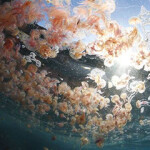 An abnormal jellyfish bloom.