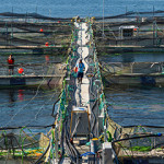 A British Columbia salmon farm
