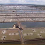 Soc Trang, Vietnam-based shrimp exporter Fimex (Sao Ta) increased its production and sales in the first month of 2022 following positive results in 2021.