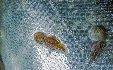 Sea Lice on a salmon.