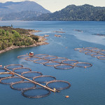 Chilean salmon aquaculture produced a record amount of salmon in 2020.