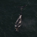 A North Atlantic right whale swimming.