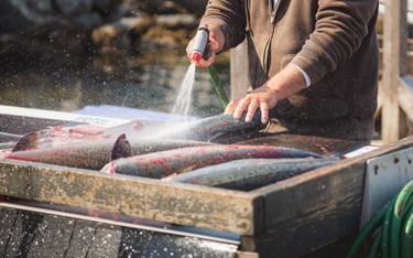 A man washing recently harvested chinook salmon.