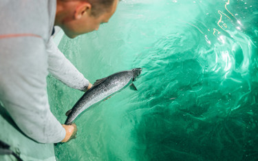 Atlantic Sapphire harvested 700 metric tons head-on gutted weight of its salmon in Q3 2021.