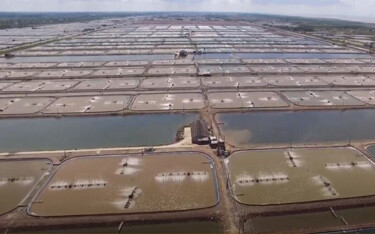 An aerial view of Fimex's shrimp ponds.
