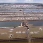 Fimex shrimp aquaculture ponds