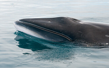 A minke whale swims in open ocean.