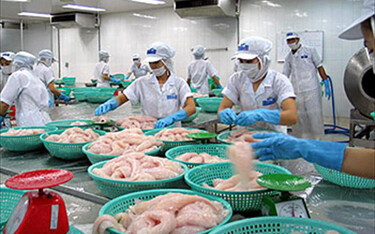 Workers processing pangasius in Vietnam.
