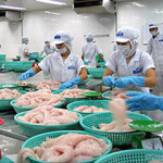 Workers processing pangasius in Vietnam.