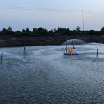 A Ghana tilapia farm.