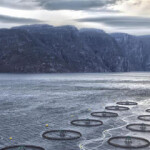 Norwegian salmon farming companies have taken the first and second spots in the Coller FAIRR index of sustainable protein companies.