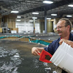 An AquaBounty employee feeds salmon at one of its farm facilities.