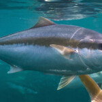 A Clean Seas yellowtail at once of its farms.