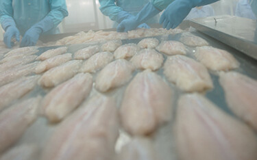 Vietnam's pangasius output fell in 2021, mainly due to the impacts of the COVID-19 pandemic, according to Vietnam Association of Seafood Exporters and Producers (VASEP).