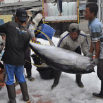 Workers load a large yellowfin tuna into a truck