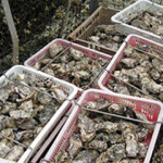 Oysters grown in Alaska, harvested and ready for sale.
