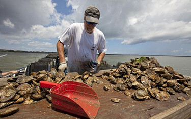 NOAA Fisheries recommends 40 projects for USD 11 million in grant funding