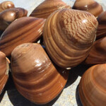 Chocolate clam harvesting is the main focus of a fishery improvement project (FIP) recently joined by Del Pacifico Seafoods.