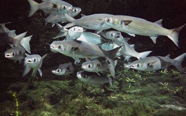 Striped mullet swimming.
