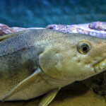 International Council for the Exploration of the Seas (ICES) is recommending a 20 percent cut in the Barents Sea cod quota.