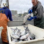 Mike McGowan and Steve Schwartz off-load California king salmon at Fisherman's Wharf for the first deliveries of the 2021 summer commercial salmon season in San Francisco.