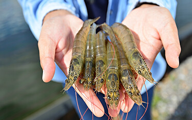Evonik and Vland are piloting AQUAVI ProPond at shrimp farms in China this summer.